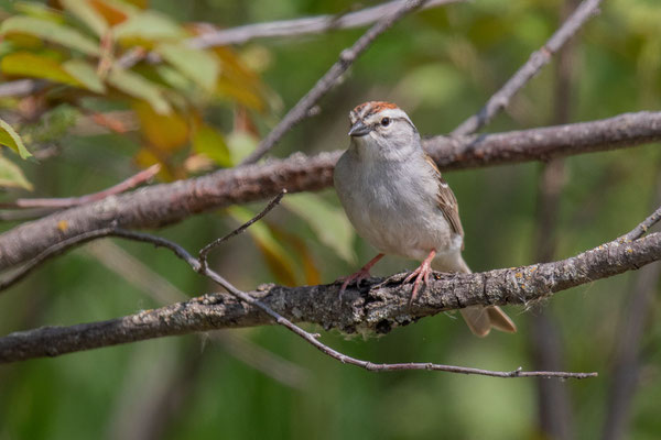 Schwirrammer (Spizella passerina)