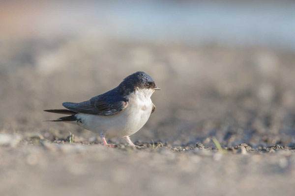 Mehlschwalbe  Delichon urbicum, Northern House-Martin - 1