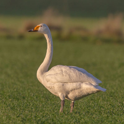 Singschwan  Cygnus cygnus, Whooper Swan - 13