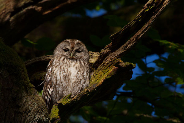 Waldkauz (Strix aluco) - 1