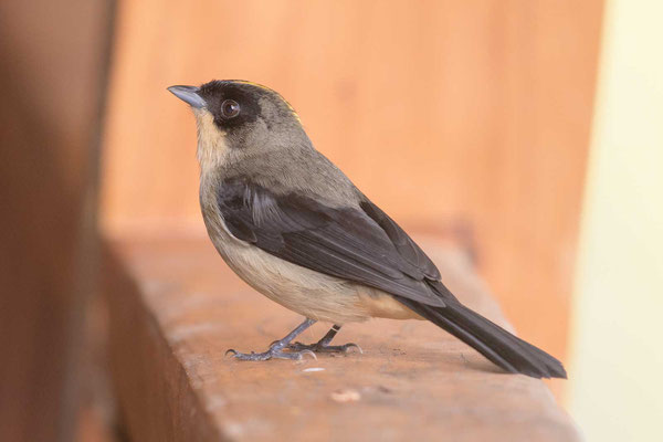 Schwarzgesichttangare (Trichothraupis melanops) - Black-goggled Tanager - 3