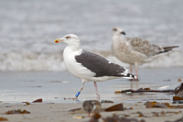 Mantelmöwe (Larus marinus) - 6