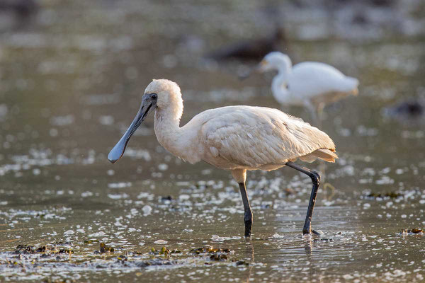 Königslöffler (Platalea regia) - Royal spoonbill - 1