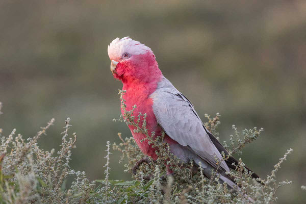 Rosakakadu , Eolophus roseicapilla, Galah - 1