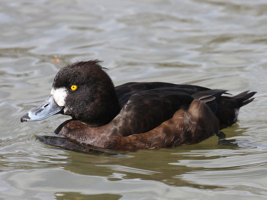 Reiherente,  Aythya fuligula, Tufted Duck - 17