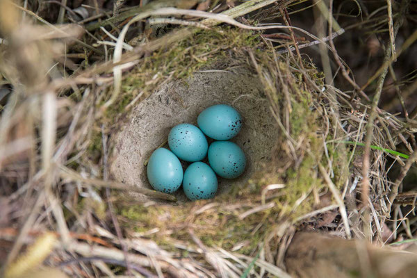 Singdrossel (Turdus philomelos) - 1