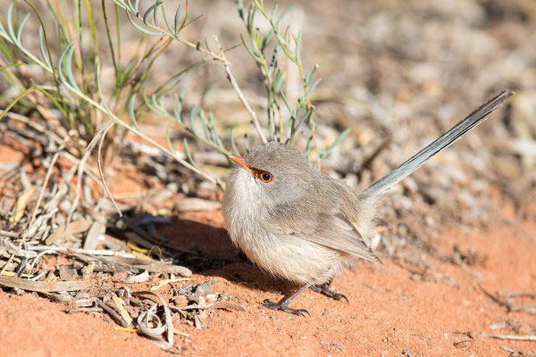 Weißbauch-Staffelschwanz, Variegated Fairy-wren, Malurus lamberti - 6