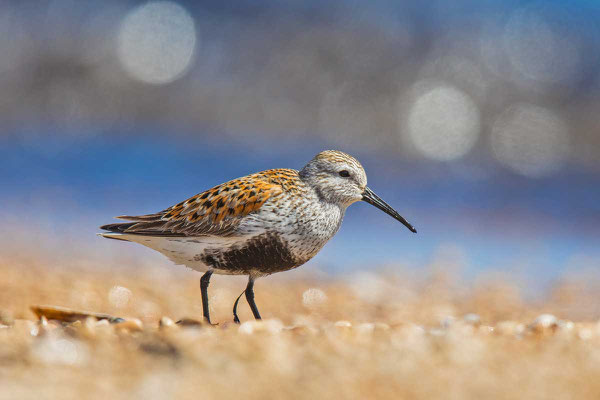 Alpenstrandläufer (Calidris alpina) im Prachtkleid am Strand von Lake Winnipeg in Manitoba/Kanada.