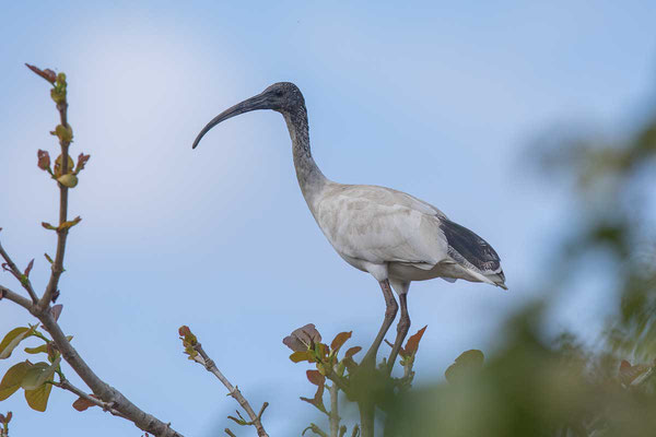 Molukkenibis (Threskiornis molucca) - Australian white ibis - 2