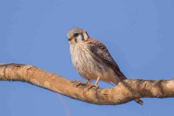 Buntfalke (Falco sparverius) - 3