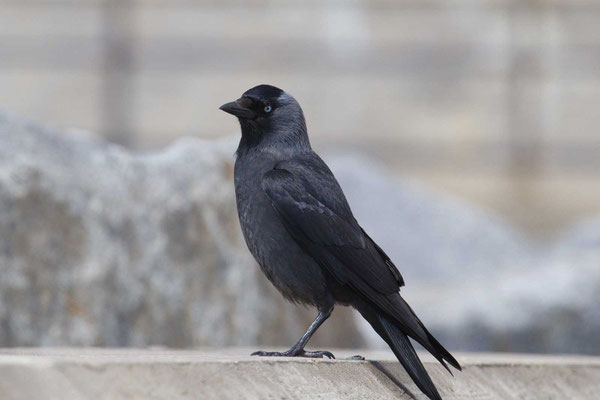 Dohle (Corvus monedula) - 4