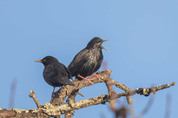 Einfarbstar (Sturnus unicolor) - 1