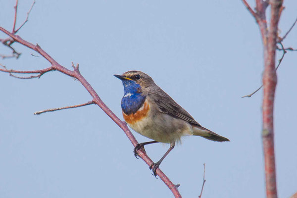 Weißsterniges Blaukehlchen (Luscinia svecica cyanecul) - 3