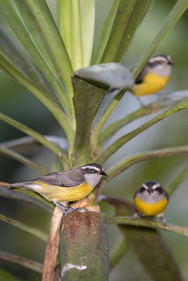 Zuckervogel (Coereba flaveola) - Bananaquit - 5