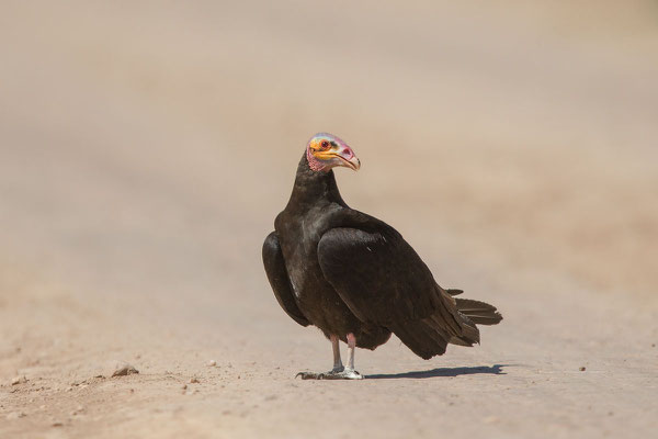  Kleiner Gelbkopfgeier (Cathartes burrovianus) - 3