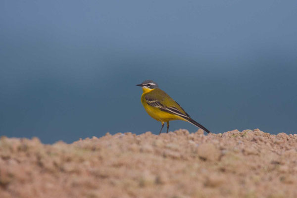 Wiesen-Schafstelze (Motacilla flava flava) - Blue-headed Wagtail - 