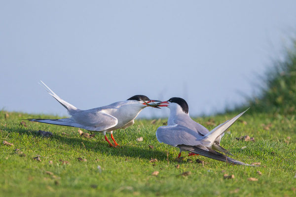 Fluss-Seeschwalbe (Sterna hirundo) - 7