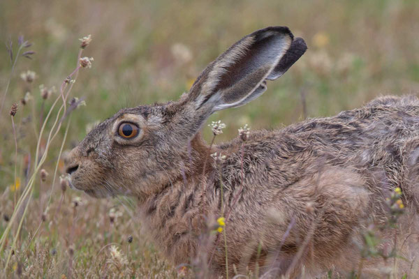 Feldhase (Lepus europaeus) - 7