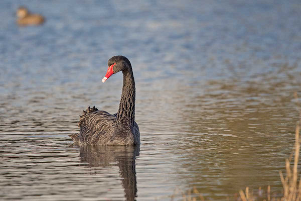 Trauerschwan (Cygnus atratus) - Black swan - 7