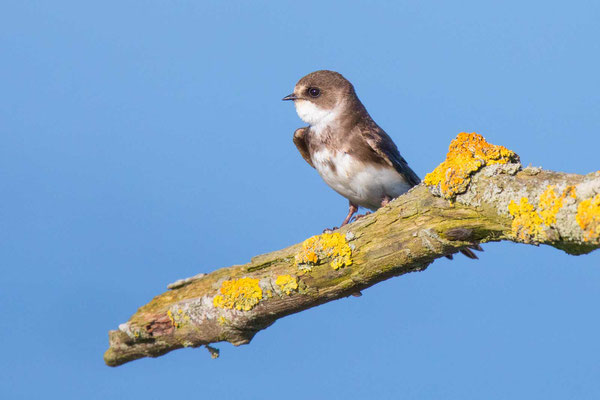 Uferschwalbe (Riparia riparia) - Sand Martin - 8