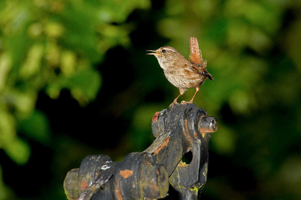 Zaunkönig (Troglodytes troglodytes) - 6