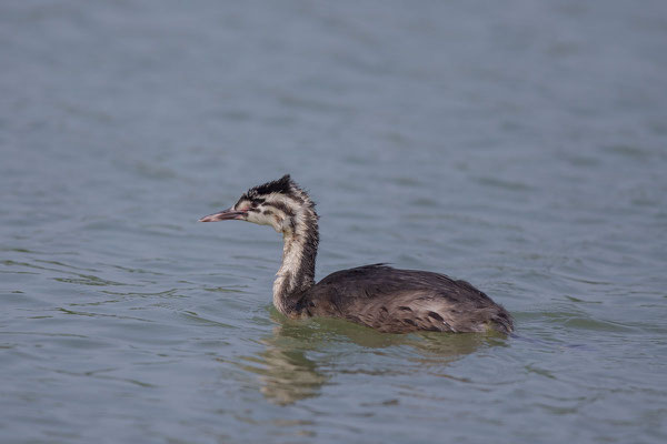 Haubentaucher (Podiceps cristatus) - 6