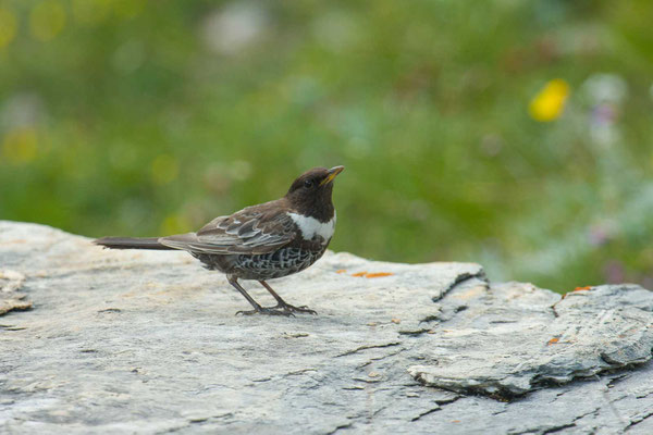 Ringdrossel (Turdus torquatus) - 1