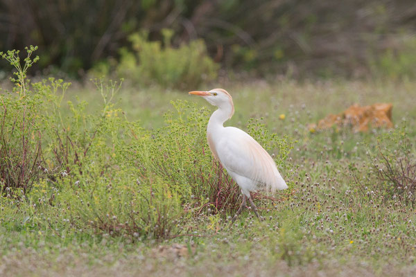 Kuhreiher (Bubulcus ibis) - 2