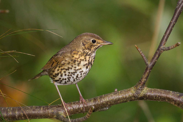 Singdrossel (Turdus philomelos) - 4