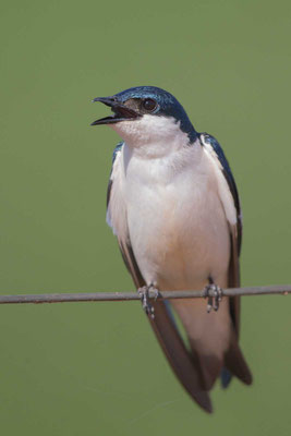 Cayenneschwalbe, Tachycineta albiventer, White-winged Swallow - 5