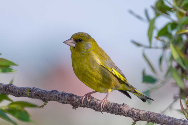 Grünfink (Carduelis chloris) - European greenfinch - 1