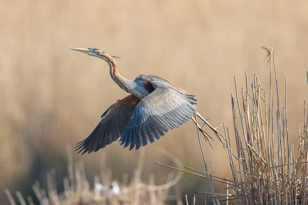 Purpurreiher (Ardea purpurea) - Purple heron - 5