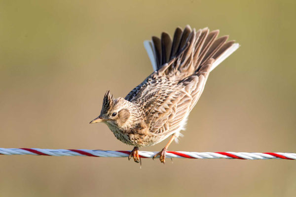 Slylark (Alauda arvensis) - 1