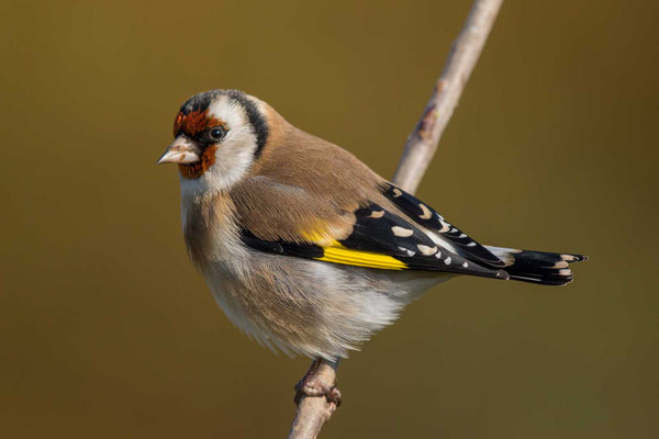 Stieglitz (Carduelis carduelis) - Goldfinch - 2