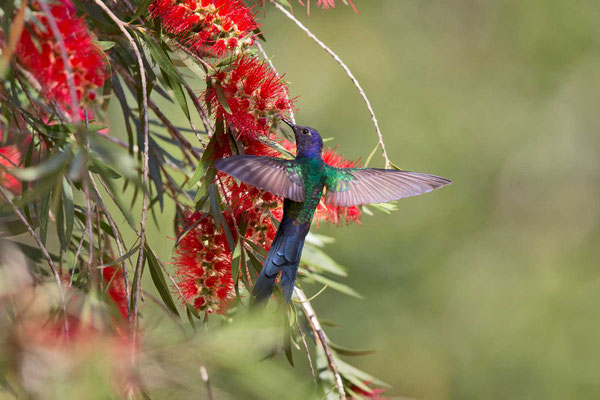 Blauer Gabelschwanzkolibri (Eupetomena macroura); Swallow-tailed Hummingbird - 2