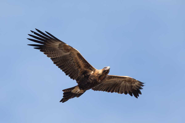 Keilschwanzadler, Wedge-tailed Eagle, Aquila audax - 5