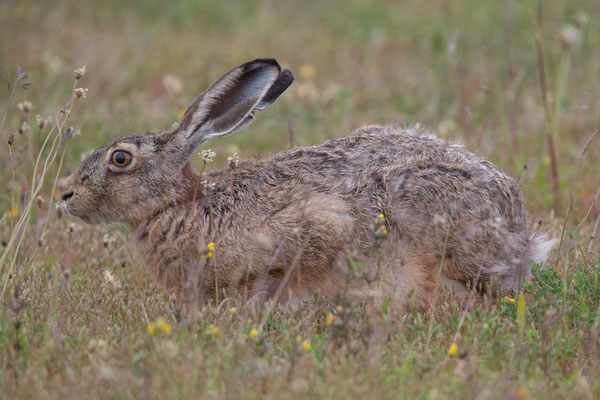 Feldhase (Lepus europaeus) - 6