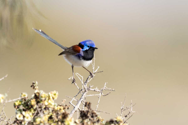 Weißbauch-Staffelschwanz, Variegated Fairy-wren, Malurus lamberti - 4