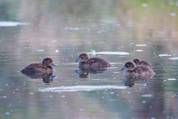 Reiherente,  Aythya fuligula, Tufted Duck - 9