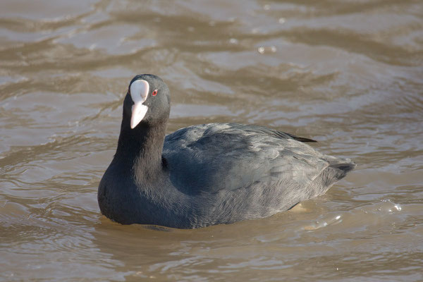 Blässhuhn (Fulica atra) - 1