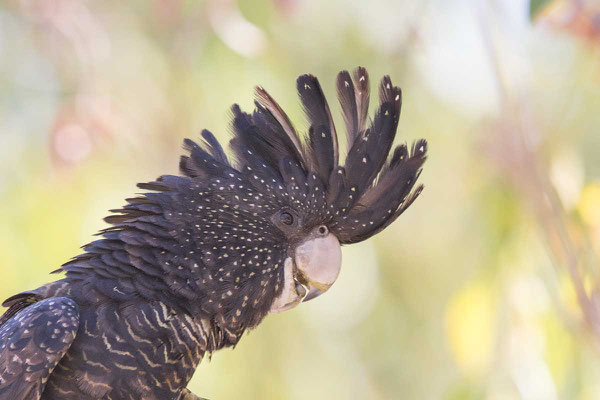 Banks-Rabenkakadu,  Red-tailed black cockatoo, Calyptorhynchus banksii - 2