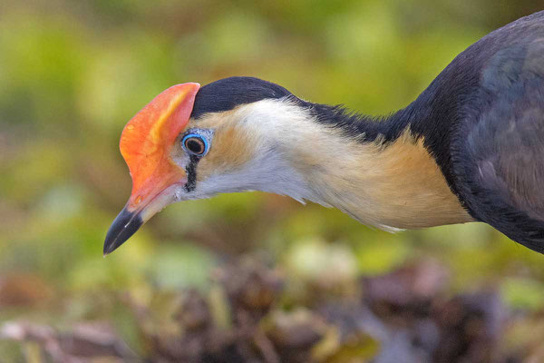 Kammblatthühnchen, Comb-crested jacana, Irediparra gallinacea - 5