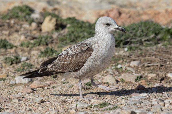 Mittelmeermöwe (Larus michahellis) - 1