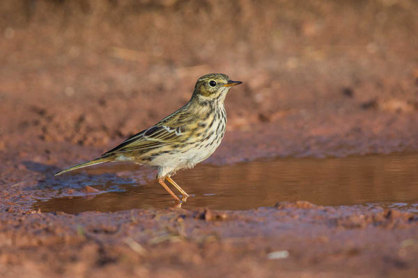 Wiesenpieper (Anthus pratensis) - Meadow Pipit - 14