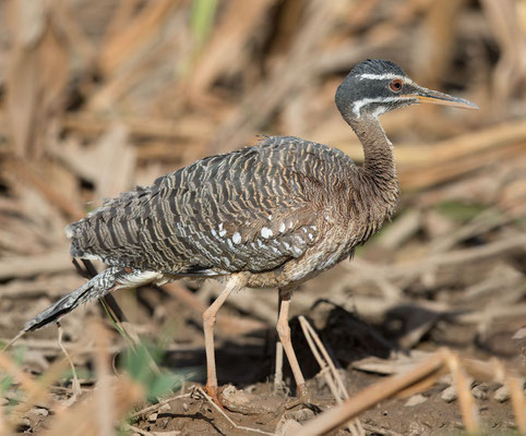 Sonnenralle (Eurypyga helias) - 1