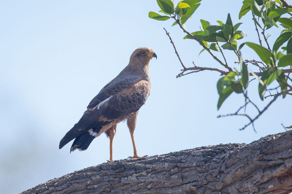 Savannenbussard (Buteogallus meridionalis) - 3