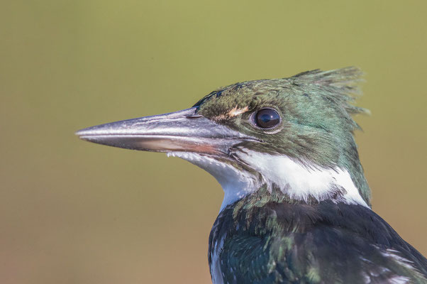 Grünfischer (Chloroceryle americana) - Green kingfisher - 5