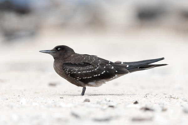 Rußseeschwalbe (Onychoprion fuscatus) - Sooty tern - 2