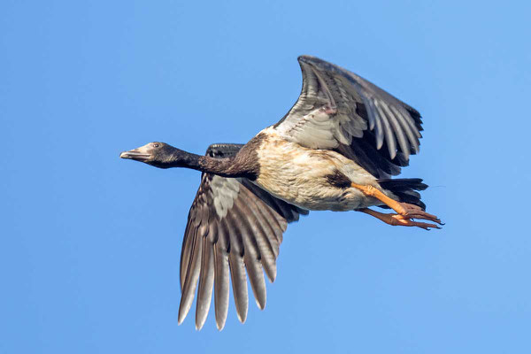 Spaltfußgans (Anseranas semipalmata) - Magpie goose - 6