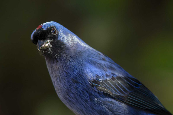 Diademtangare (Stephanophorus diadematus) - Diademed Tanager - 3